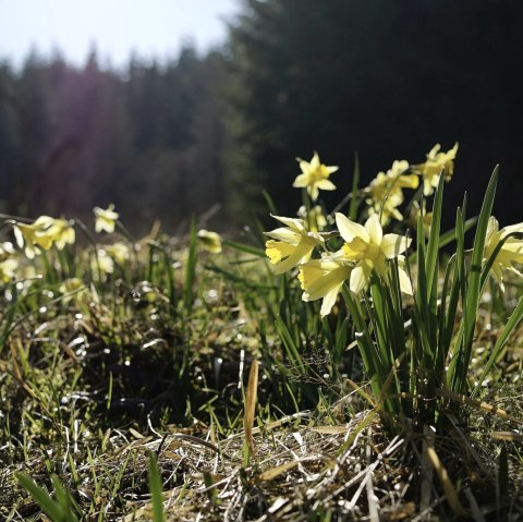 Narzissenwiese, © Nationalpark Eifel //  M. Menninghaus