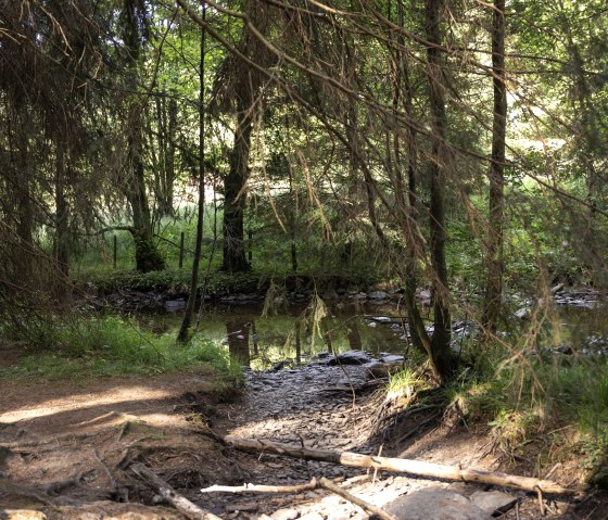 Beek in het bos, © eifel-tourismus-gmbh_tobias-vollmer