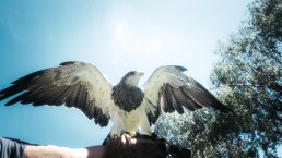 Raubvogel in der Greifvogelstation Hellenthal, © Johannes Höhn