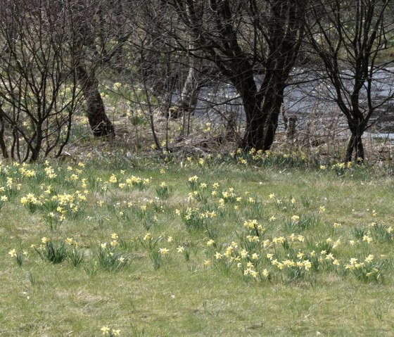 Prairies de narcisses près de Höfen