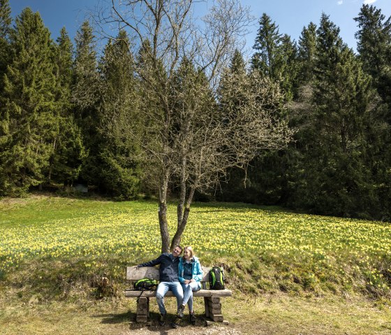 Narzissenroute mit blühenden Wiesen, © Städteregion Aachen, Dominik Ketz