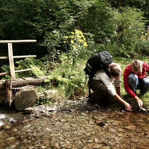 Wandern auf dem Wildnis-Trail, © Monschauer Land Touristik e. V. G.Priske