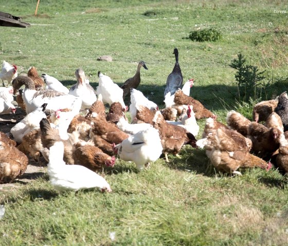 Gelukkige kippen op de Breitenbach boerderij, © Marcel u. Ruth Koch