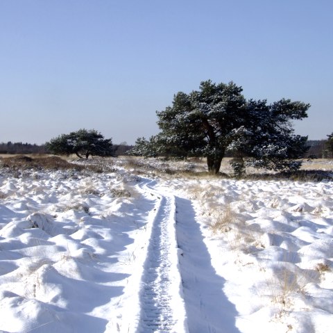 Winter im Monschauer Land, © Irmgard Ehlert