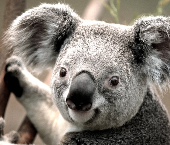 Koala-Bär, © Windows