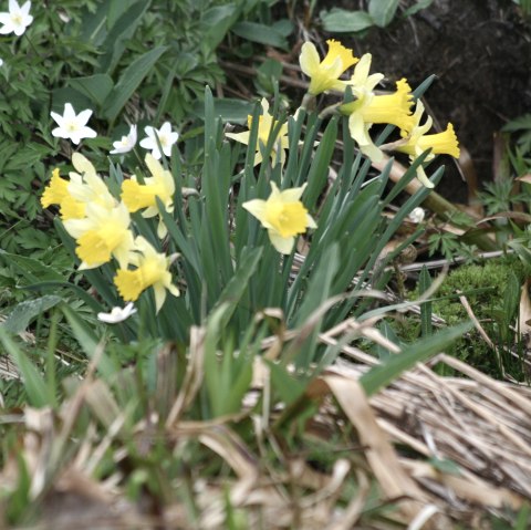 Narzissenblüte im Perlenbachtal, © Heike Becker