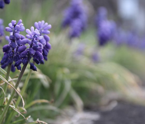 Image symbolique_Fleurs, © Rursee-Touristik GmbH