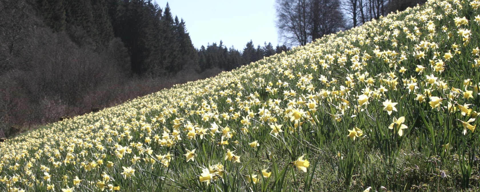 Narzissen im Perlenbachtal, © Heike Becker