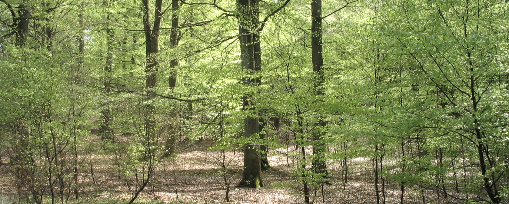 Buchenwald im Nationalpark Eifel, © Nationalpark Eifel Pardey