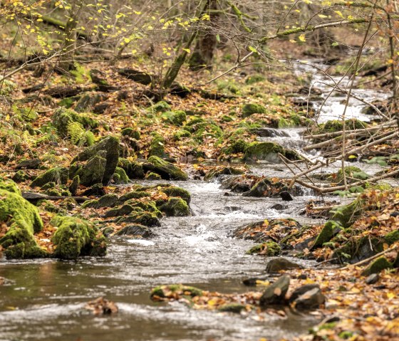 Wanderweg 75 - Püngelbach, © Eifel Tourismus GmbH, Dominik Ketz