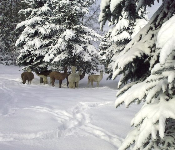 Lamas im Monschauer Land, © Venn-Lamas H.Dicketmüller