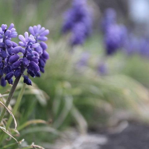 Image symbolique_Fleurs, © Rursee-Touristik GmbH