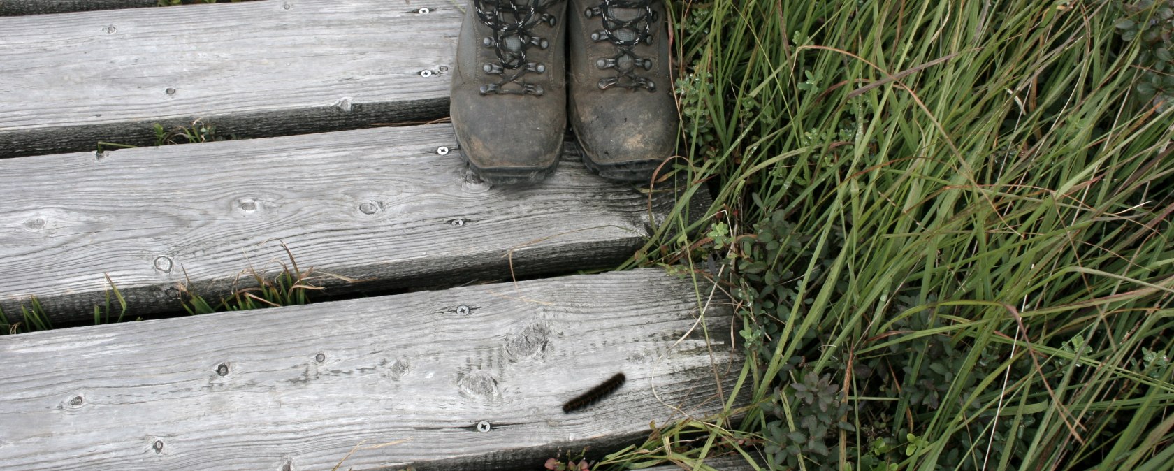 Wandern im Hohen Venn, © Heike Becker