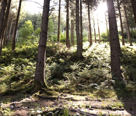 Zon in het bos, © eifel-tourismus-gmbh_tobias-vollmer