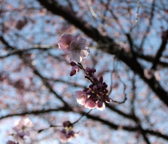 Image symbolique_Fleurs, © Rursee-Touristik GmbH