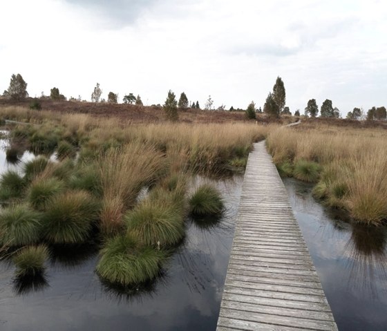 Parc naturel des Hautes Fagnes