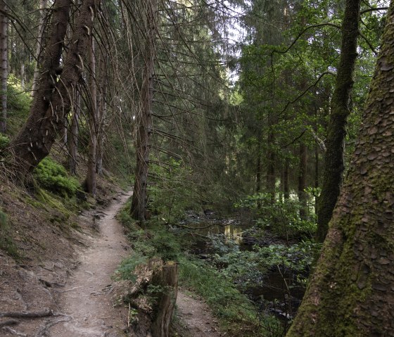 Chemin forestier, © eifel-tourismus-gmbh_tobias-vollmer