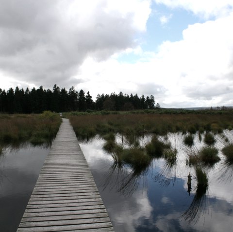 Holzsteg im Hohen Venn, © Heike Becker