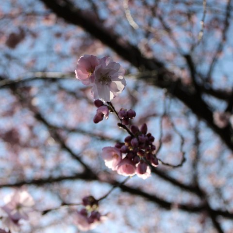 Image symbolique_Fleurs, © Rursee-Touristik GmbH