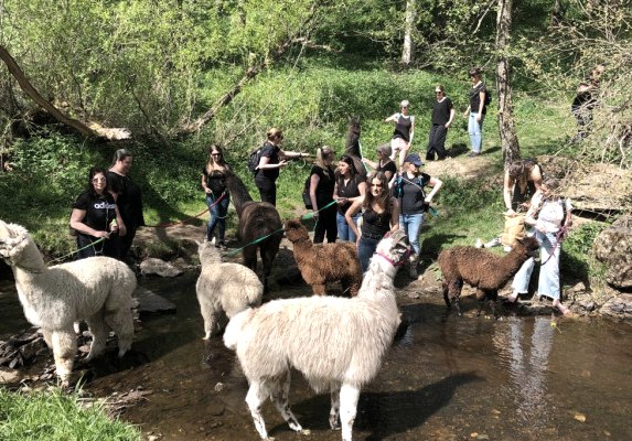 Alpakas & Lamas an ihrem Badeplatz