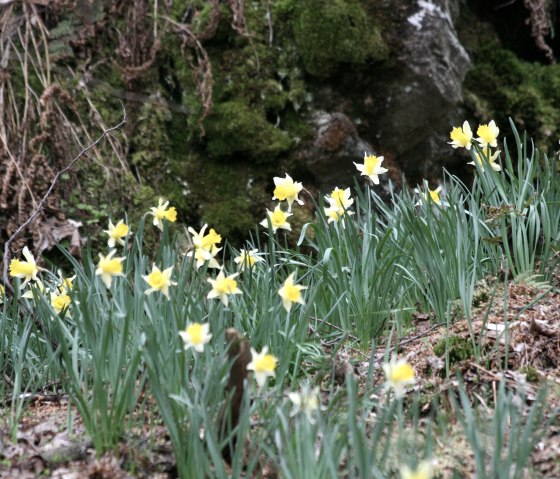 Narzissenblüte im Perlenbachtal, © Heike Becker