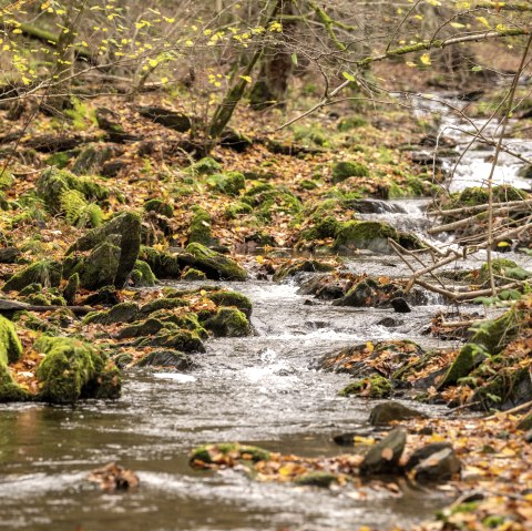 Wanderweg 75 - Püngelbach, © Eifel Tourismus GmbH, Dominik Ketz