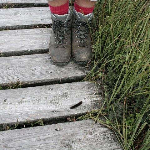 Wandern im Hohen Venn, © Heike Becker