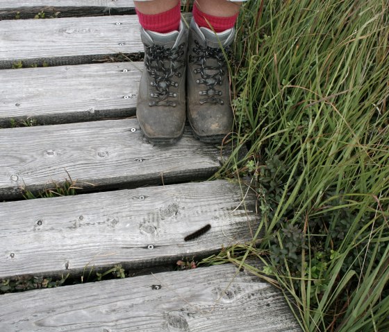 Wanderung im Hohen Venn, © Heike Becker