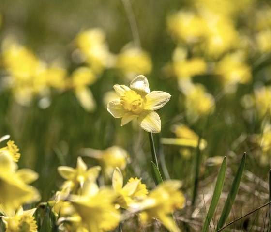 Wilde gelbe Narzissen auf der Narzissenroute, © Städteregion Aachen, Dominik Ketz