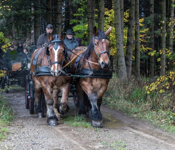 Kutsche Wald, © Gottfried Carls