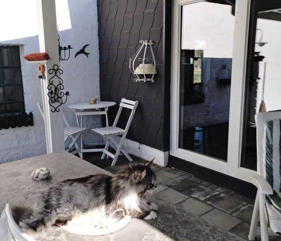 Terrasse mit Hauskater