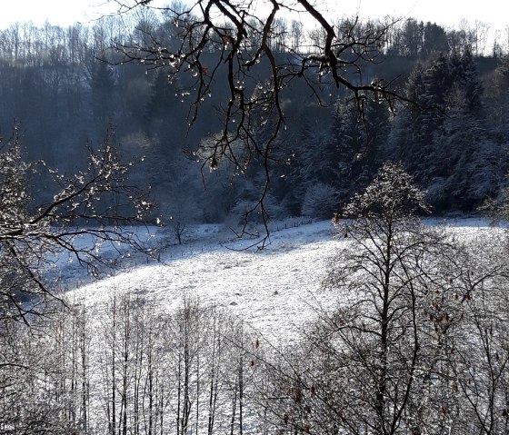 Paysage hivernal