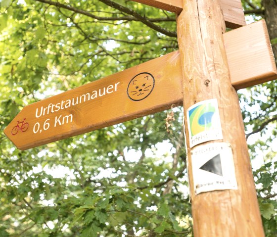 Die Wildkatze weist den Weg auf dem Wildnis-Trail, © Eifel Tourismus GmbH, Dominik Ketz