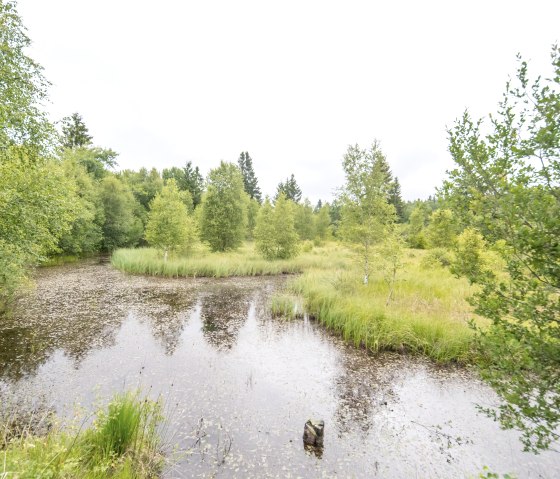 Moor, © Eifel-Tourismus GmbH, A. Röser shapefruit AG