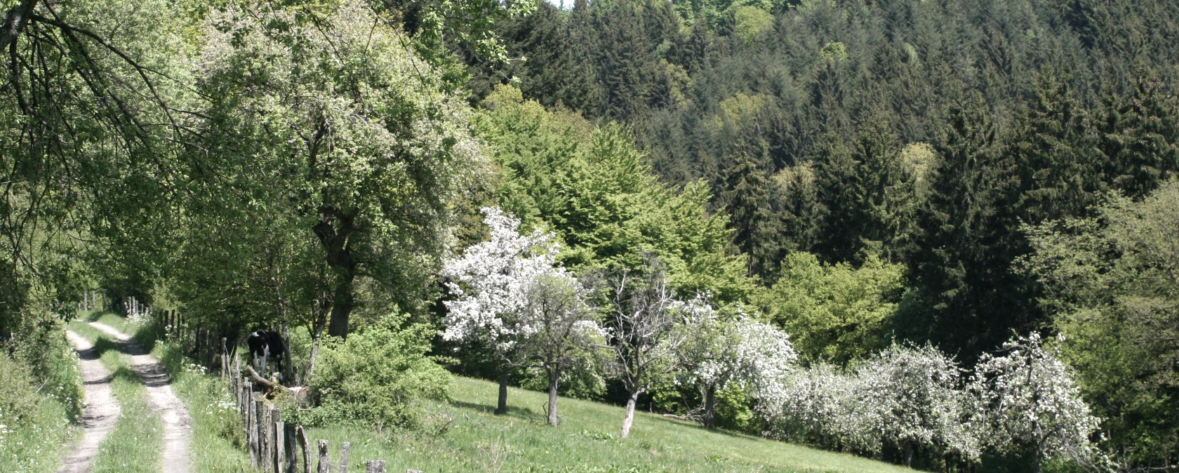 Obstbaumwiesen in Monschau-Höfen, © Heike Becker