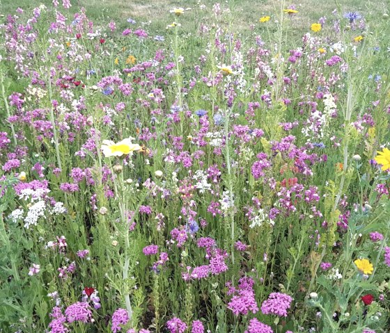 Wildblumenwiese, © Monschau-Touristik