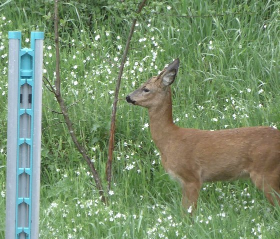 FeWo Nachbars Garten