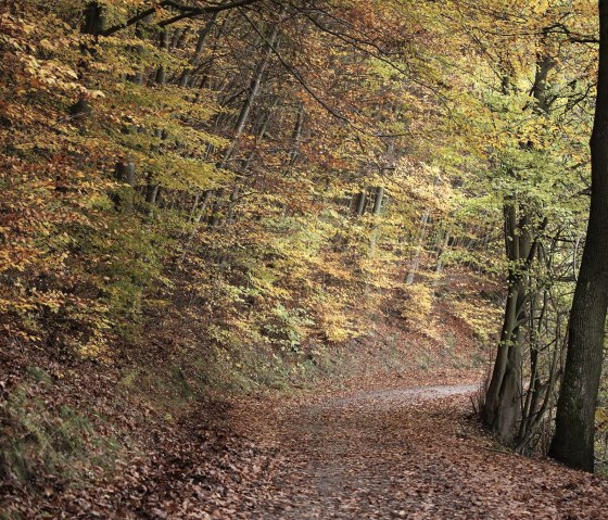 Herbst im Nationalpark Eifel