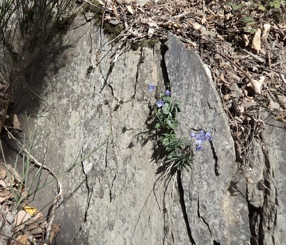 Felsspalte mit Blumen, © Christel Freuen