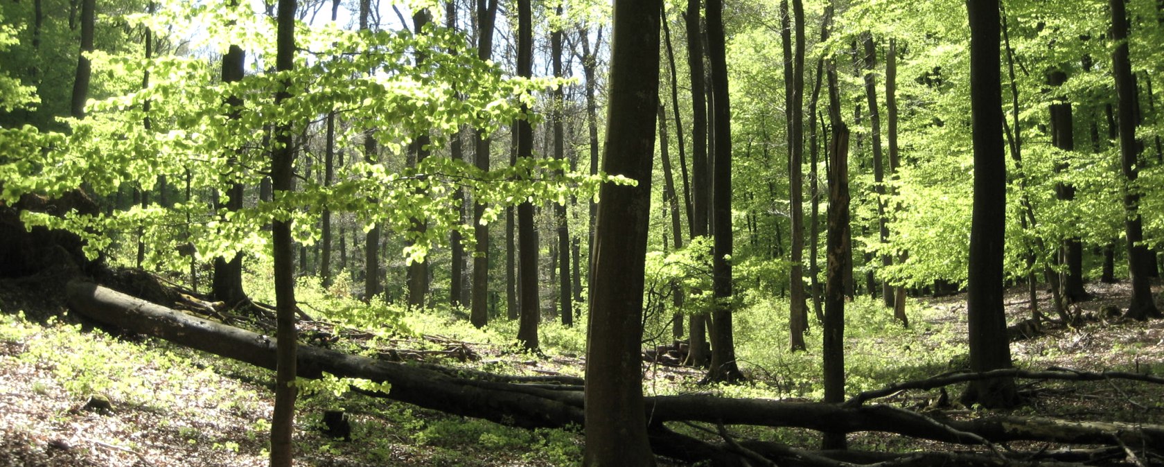 Buchenwald im Nationalpark Eifel, © Nationalpark Eifel T. Geschwind