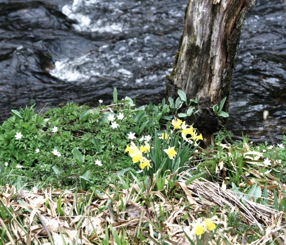 Narzissenblüte im Perlenbachtal, © Heike Becker