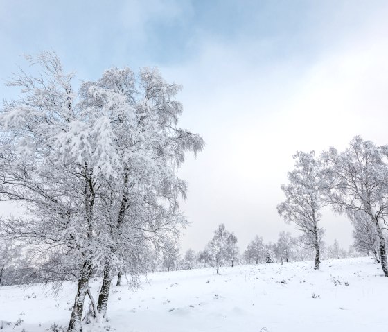 Struffelt Heide im Winter, © Eifel Tourismus GmbH, D. Ketz