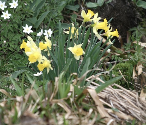 Narzissenblüte im Perlenbachtal, © Heike Becker