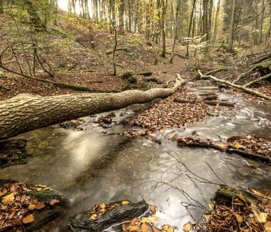 Wanderweg 75 - Püngelbach, © Eifel Tourismus GmbH, Dominik Ketz