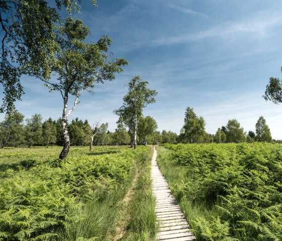 Passerelle dans la Struffelt Heide sur le sentier de l'Eifel, © Eifel Tourismus GmbH, D. Ketz